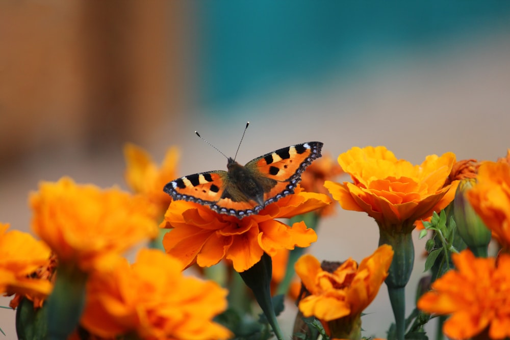 a butterfly sitting on top of a yellow flower