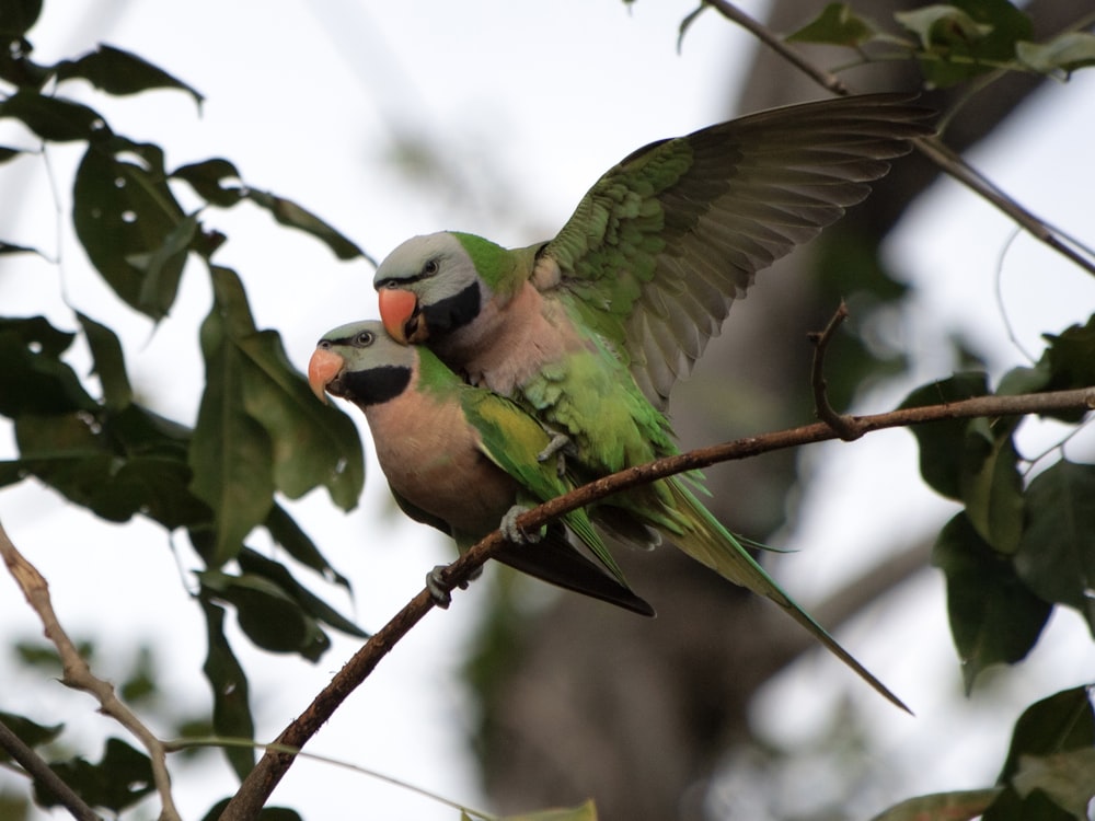 a couple of birds sitting on top of a tree branch