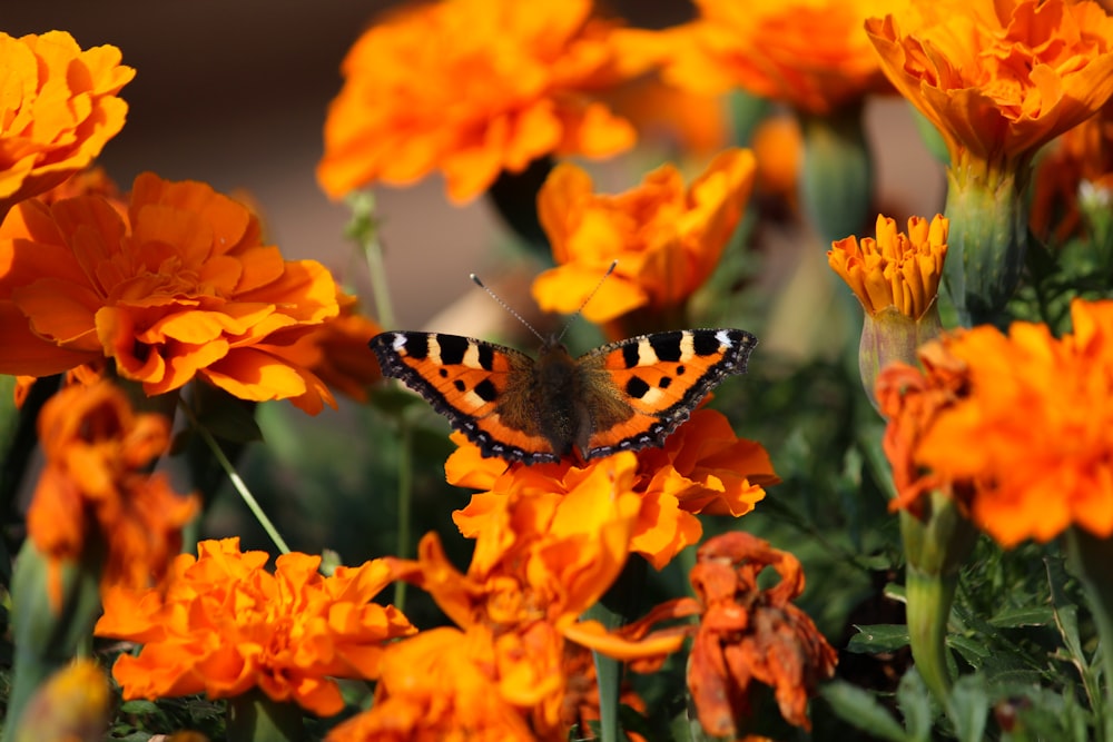 a butterfly sitting on top of a bunch of orange flowers