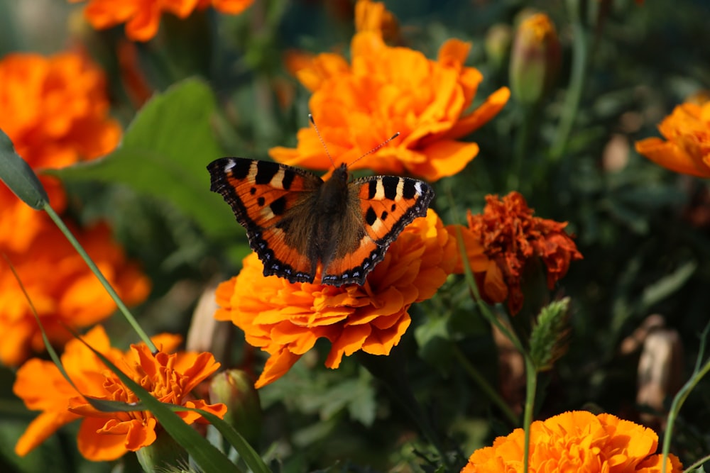 a butterfly sitting on top of an orange flower