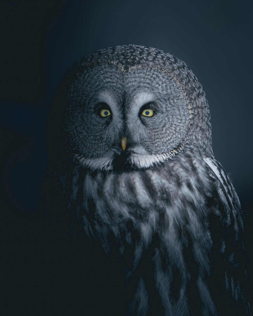 a close up of an owl with yellow eyes