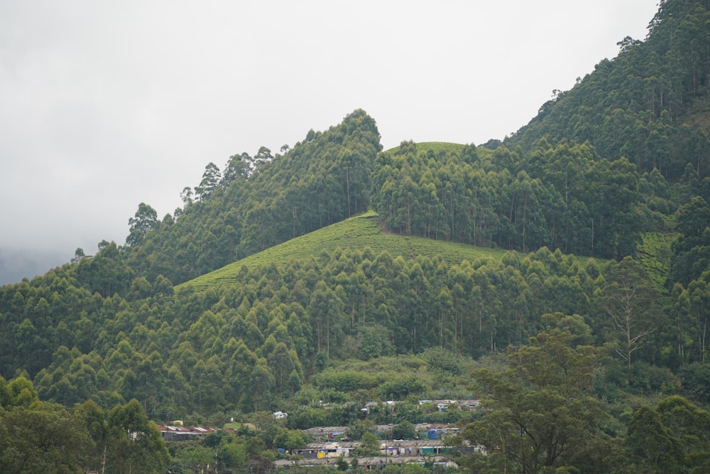 많은 나무로 덮인 무성한 녹색 언덕