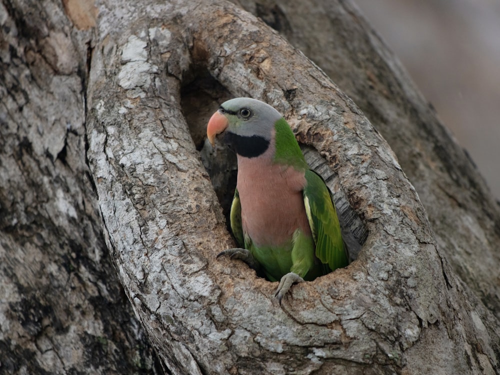 a colorful bird sitting in a hole in a tree