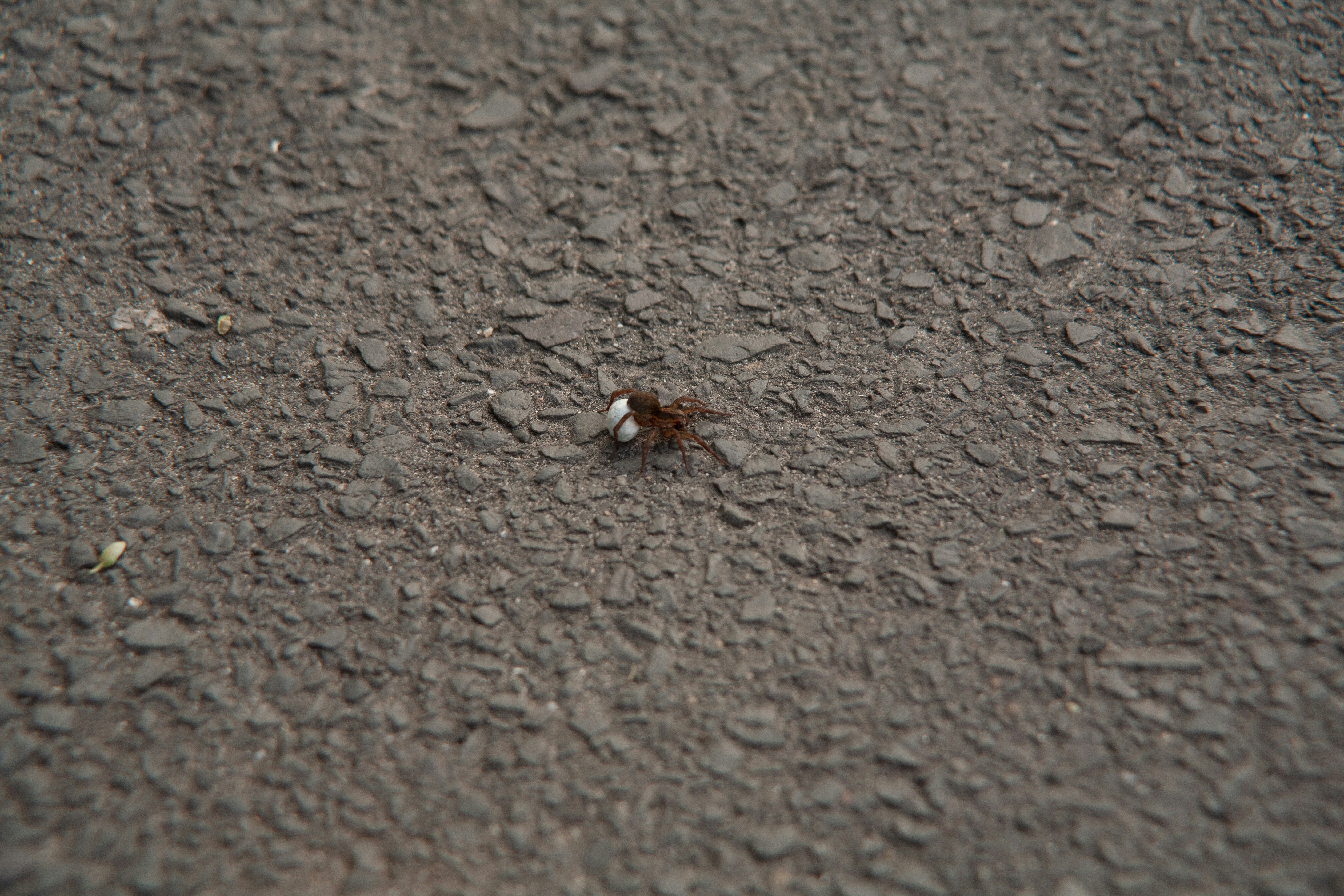 Photo by szabolcsantal