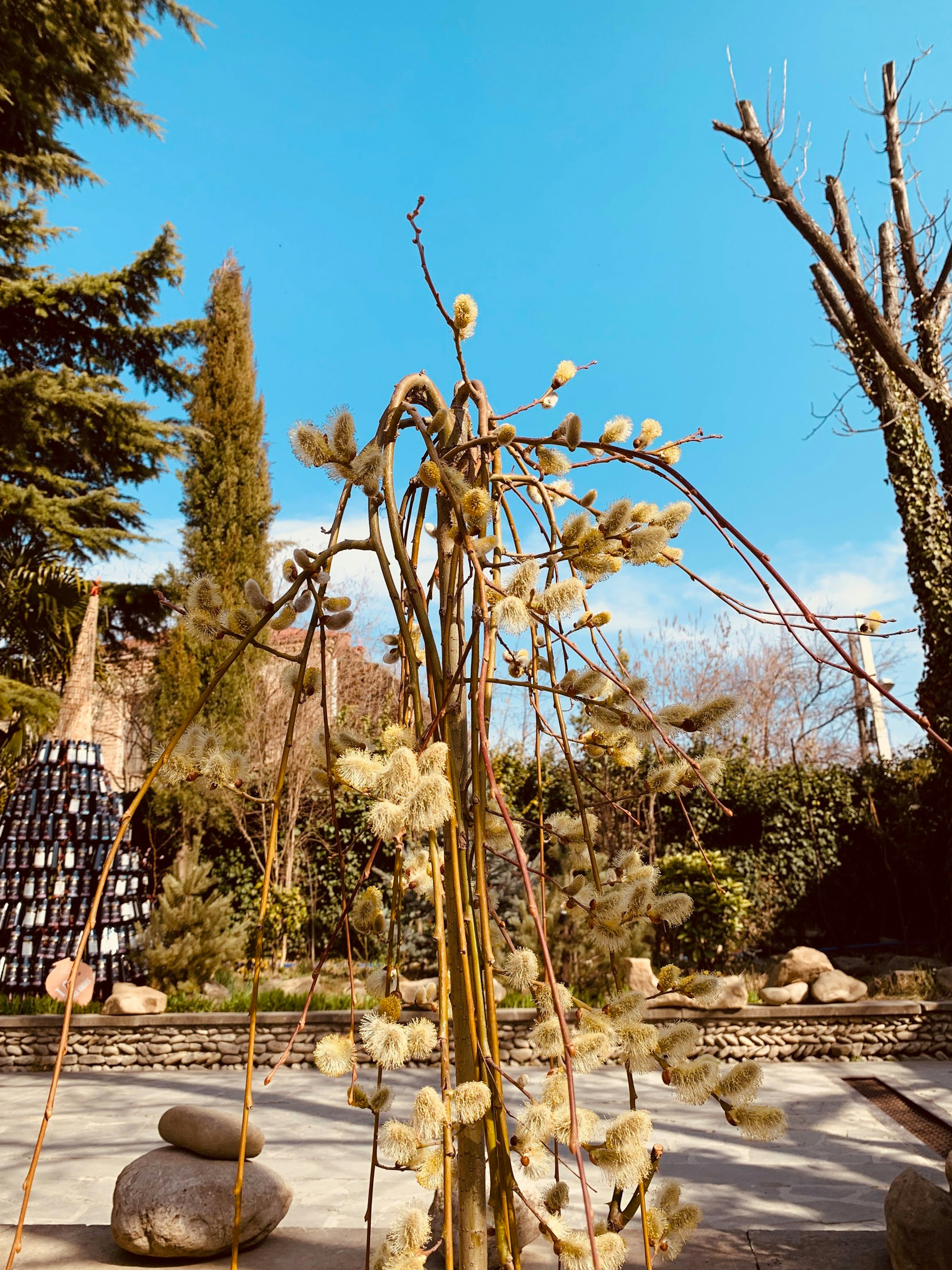 a tall plant with lots of white flowers