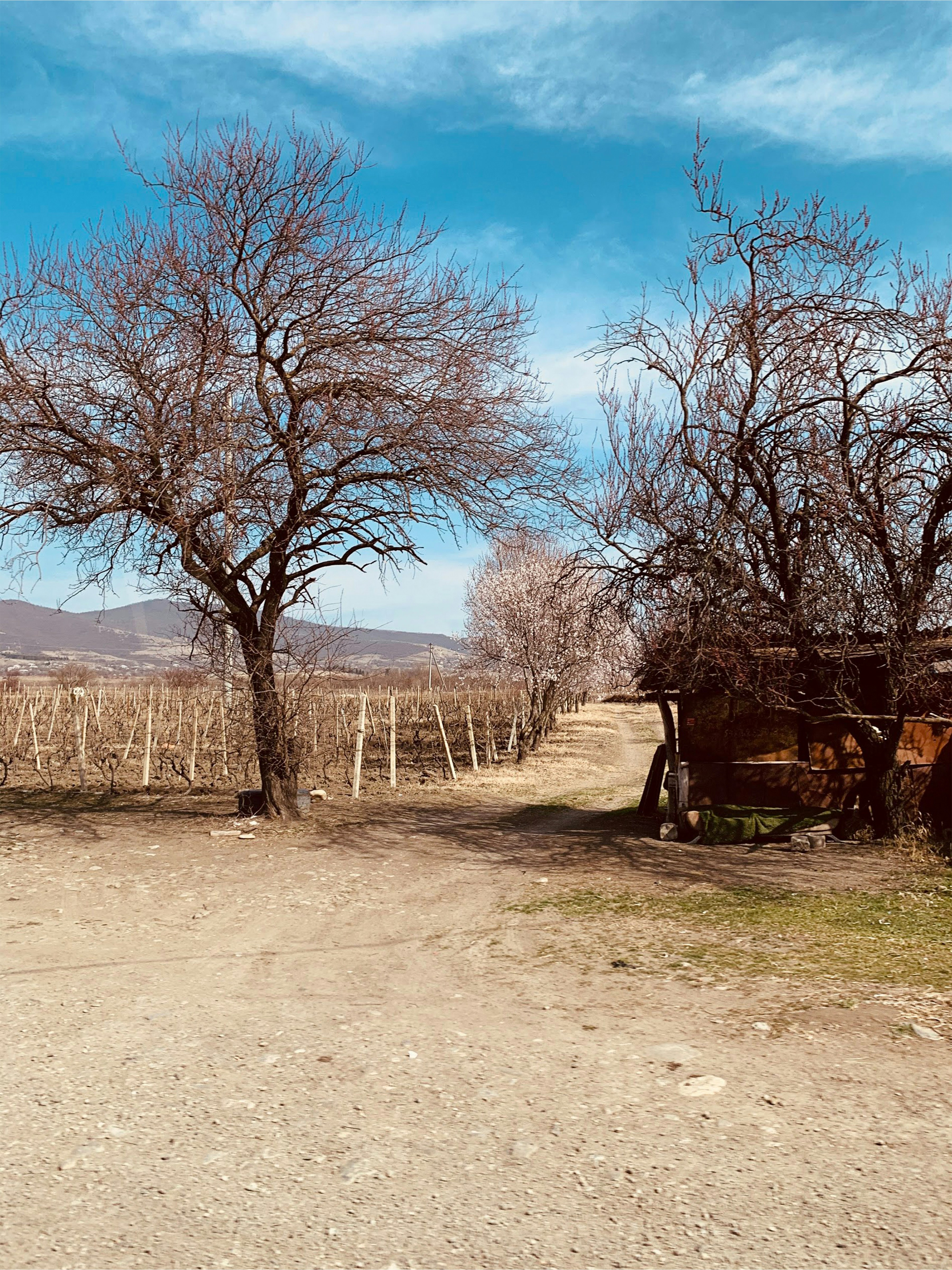 a dirt road next to a tree filled field