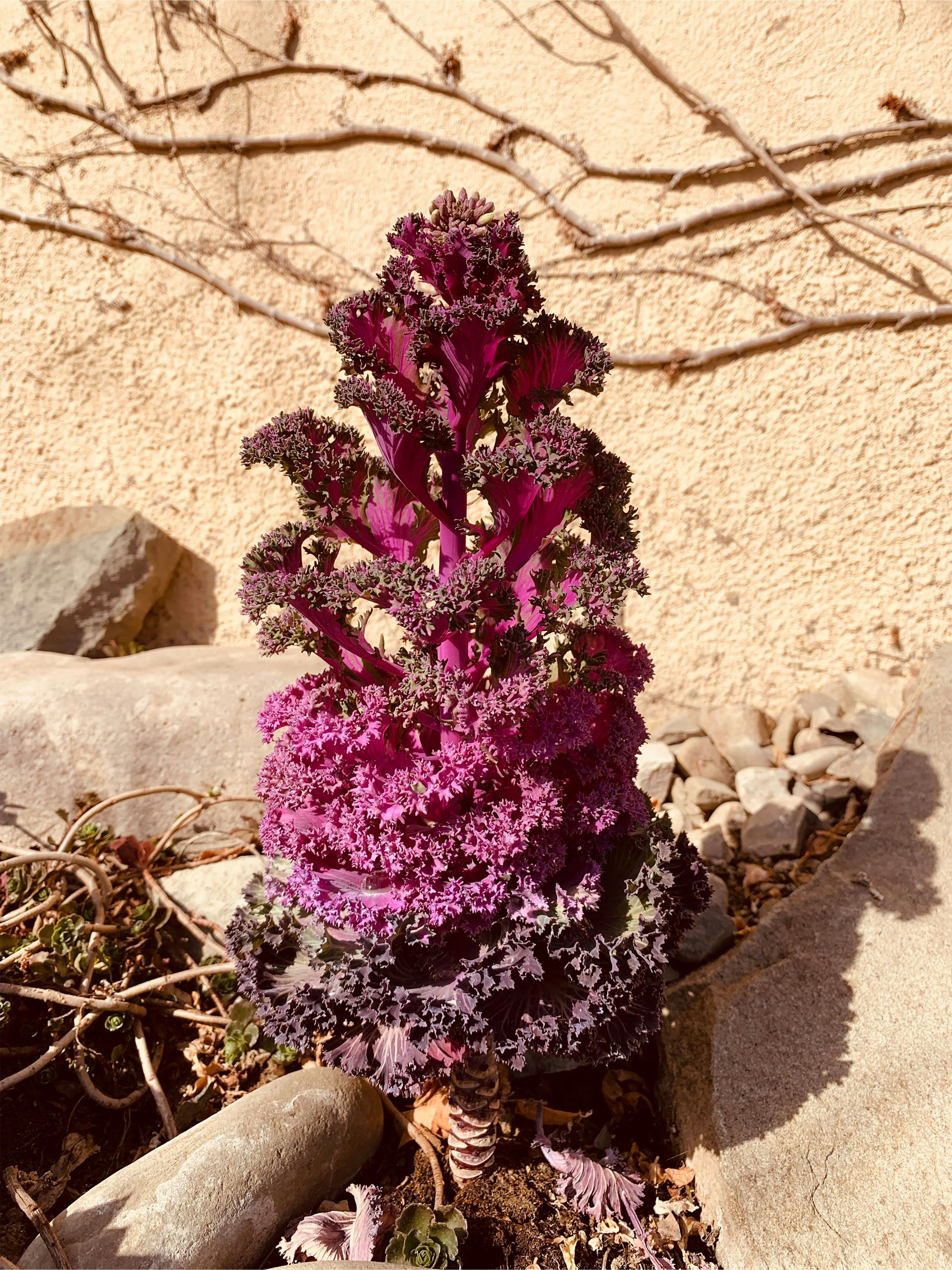 a very pretty purple plant by some rocks