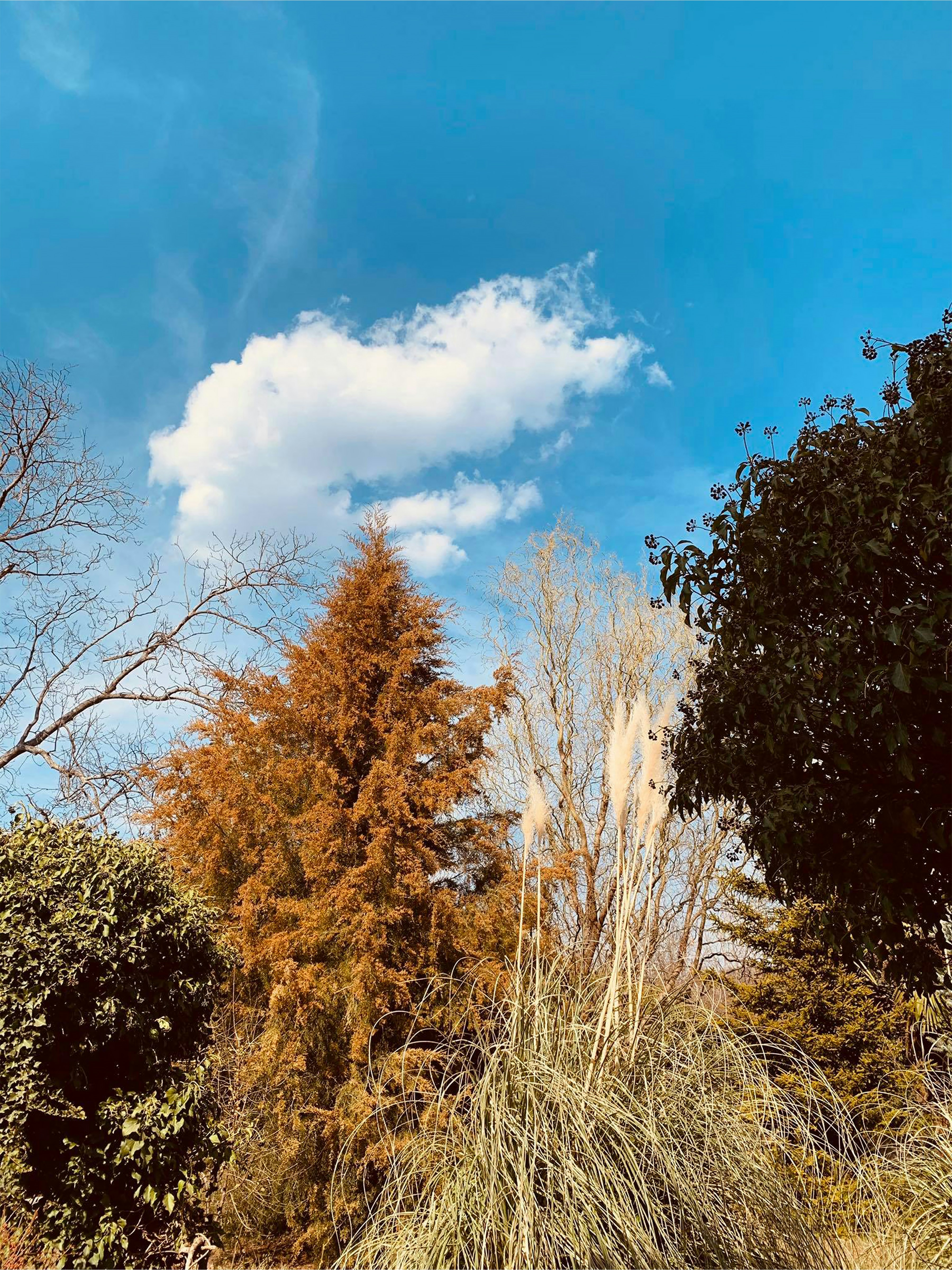 a blue sky and some trees and bushes