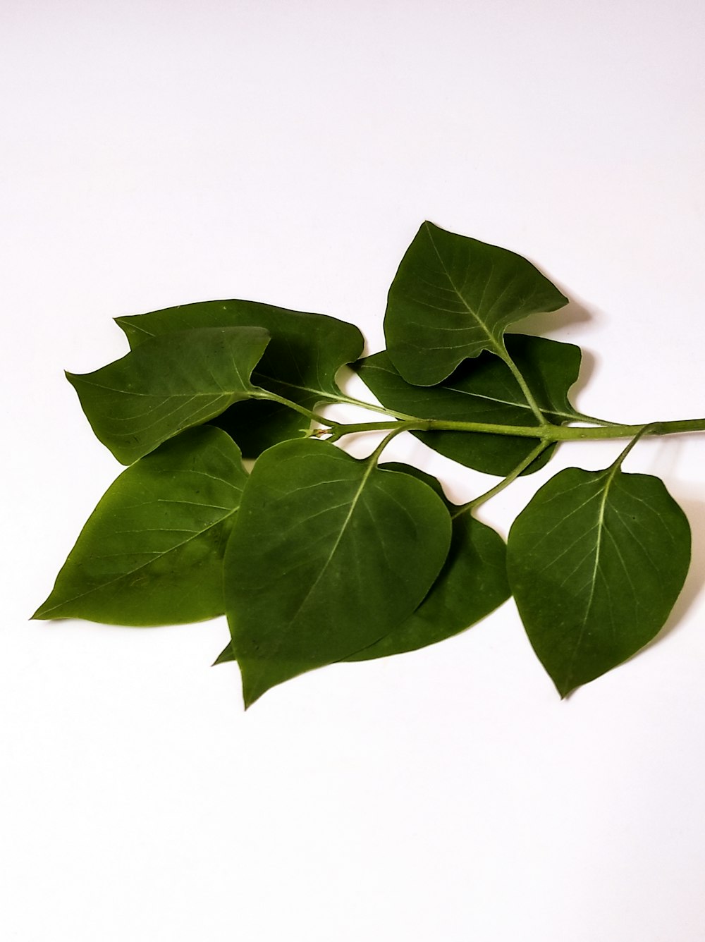 une branche de feuilles vertes sur fond blanc