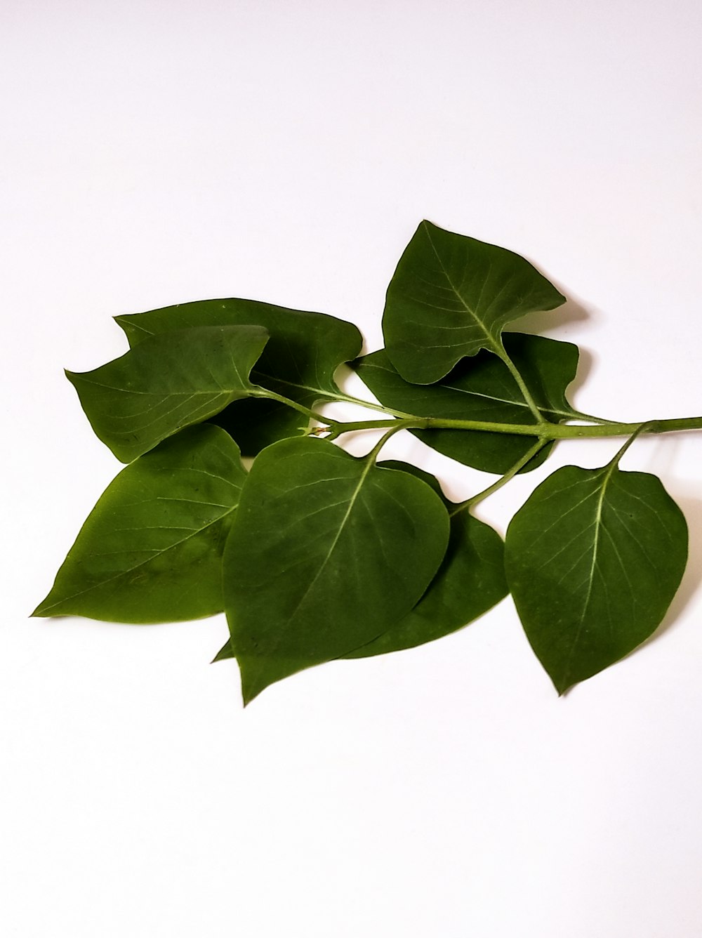 una rama de hojas verdes sobre un fondo blanco