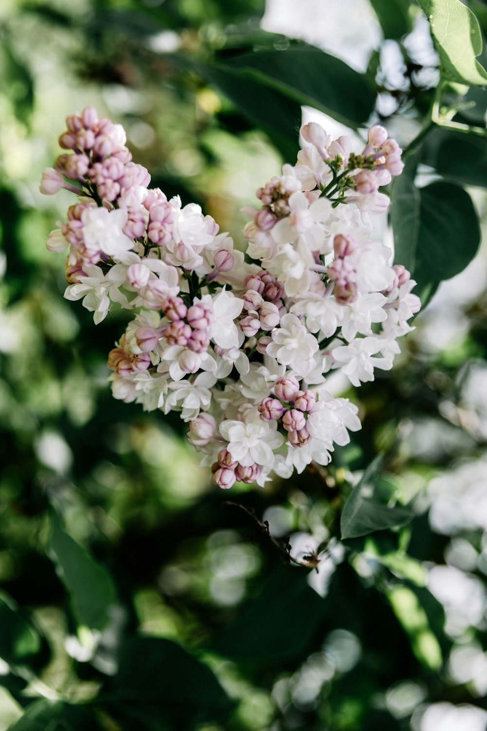 a bunch of flowers that are on a tree