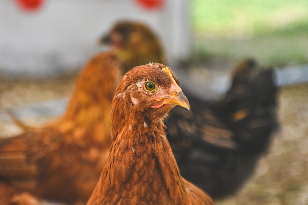 a group of chickens standing next to each other