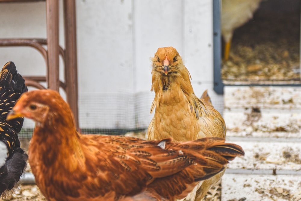 a group of chickens standing next to each other