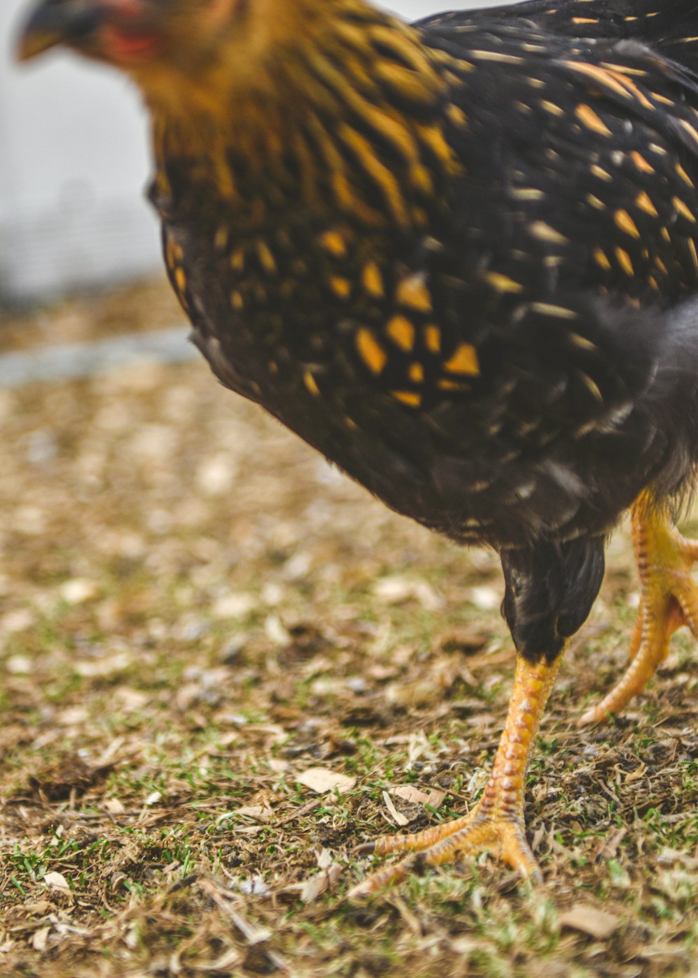 a close up of a chicken on the ground