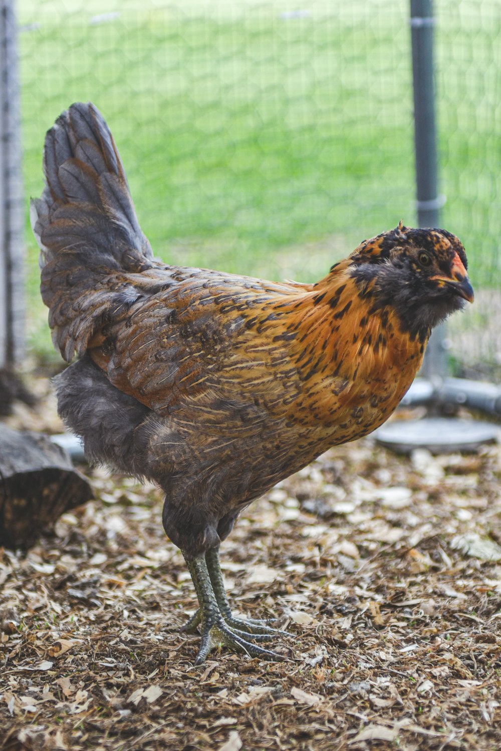 a brown and black chicken standing on top of dry grass