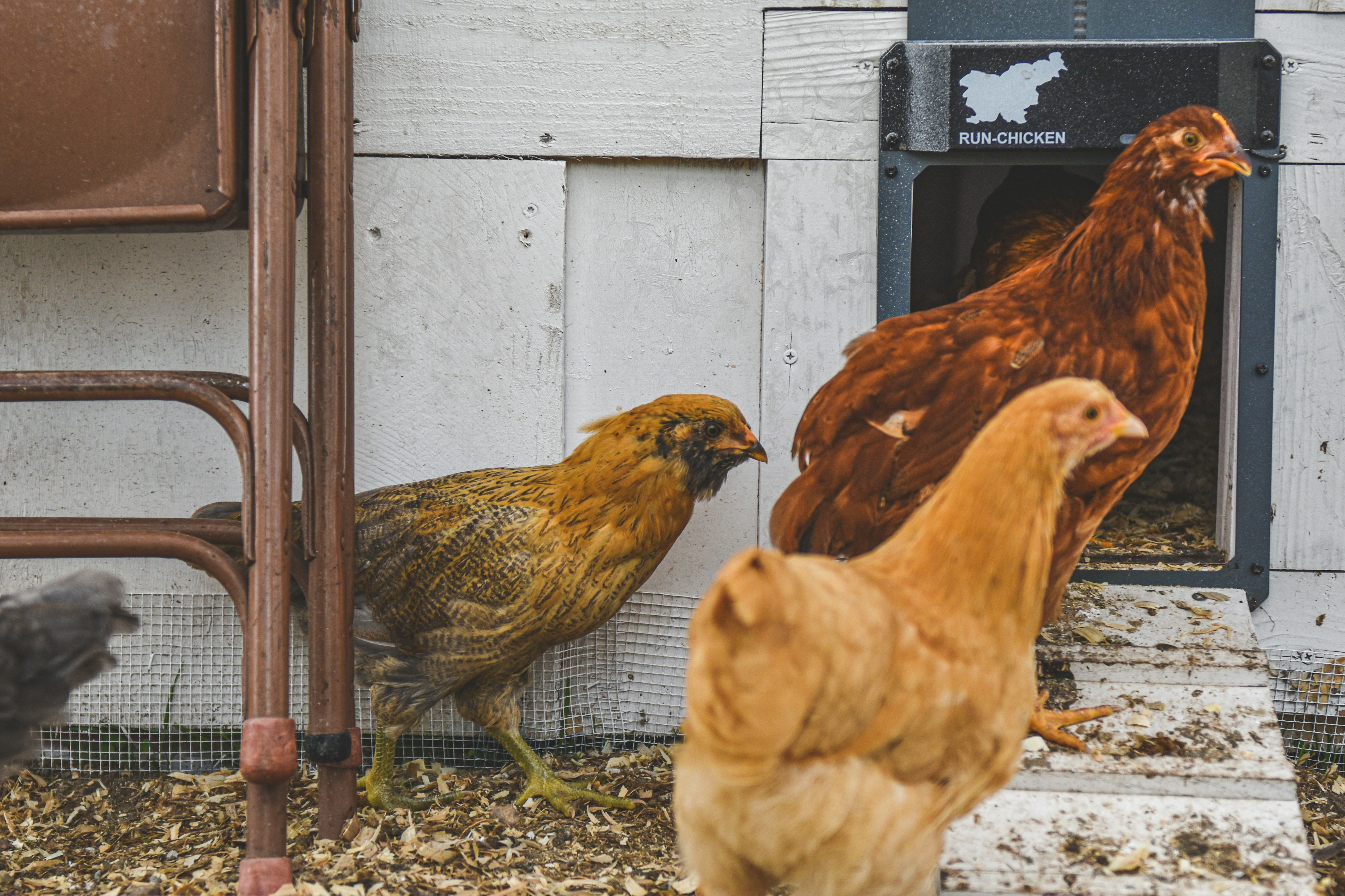 Photo by freefolkphoto