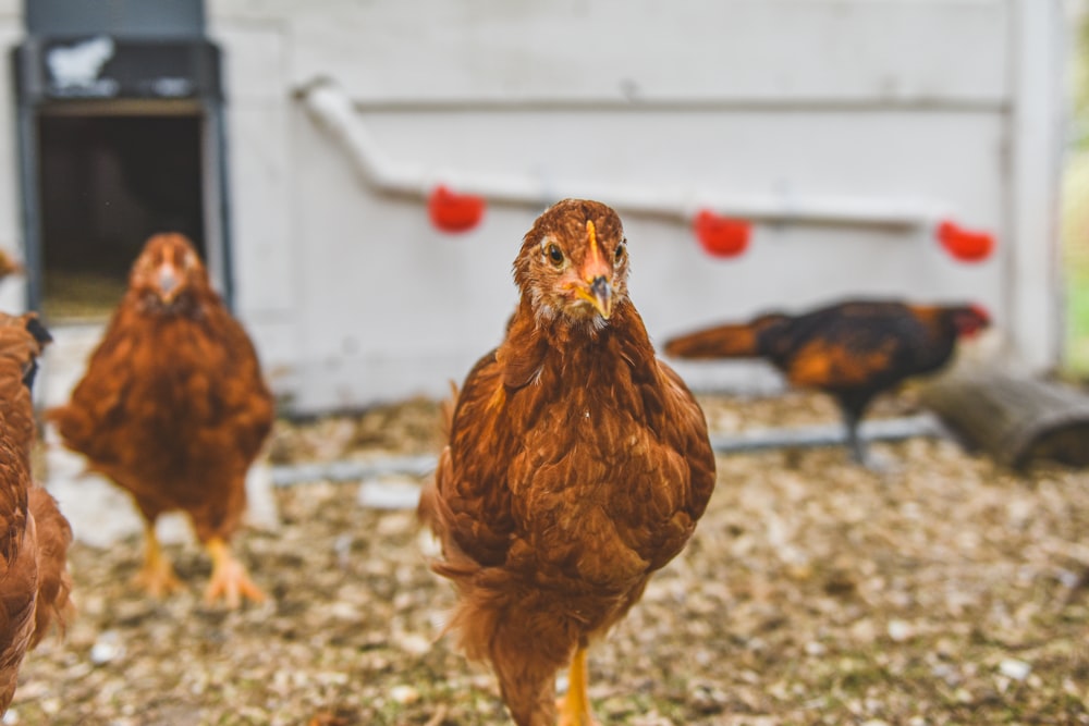 a group of brown chickens standing on top of a field