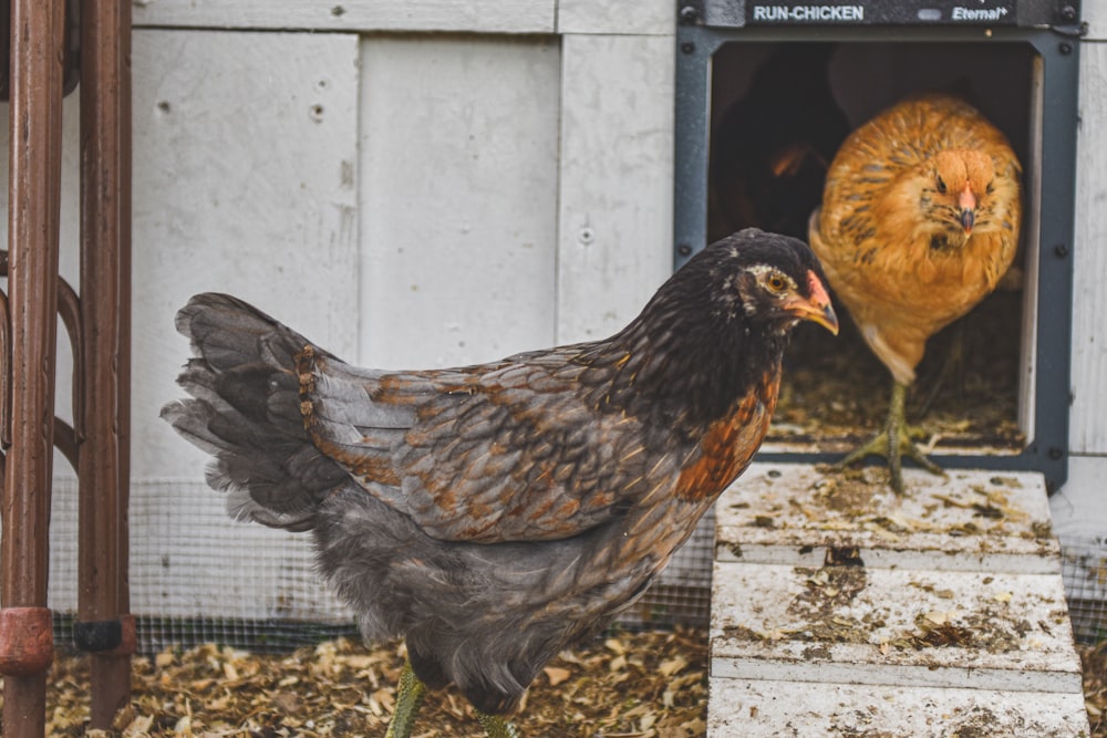 a chicken and a chicken in a chicken coop