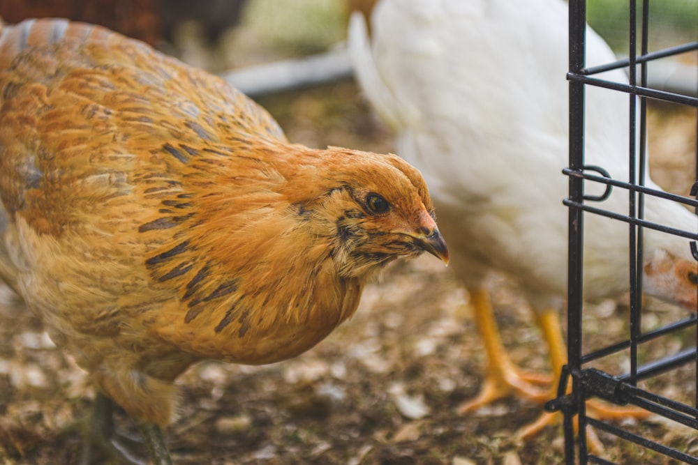 a group of chickens standing next to each other near a cage