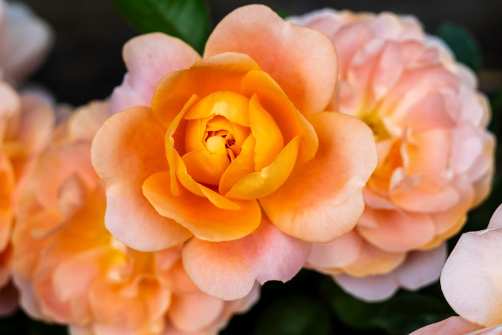 a close up of a pink and yellow flower