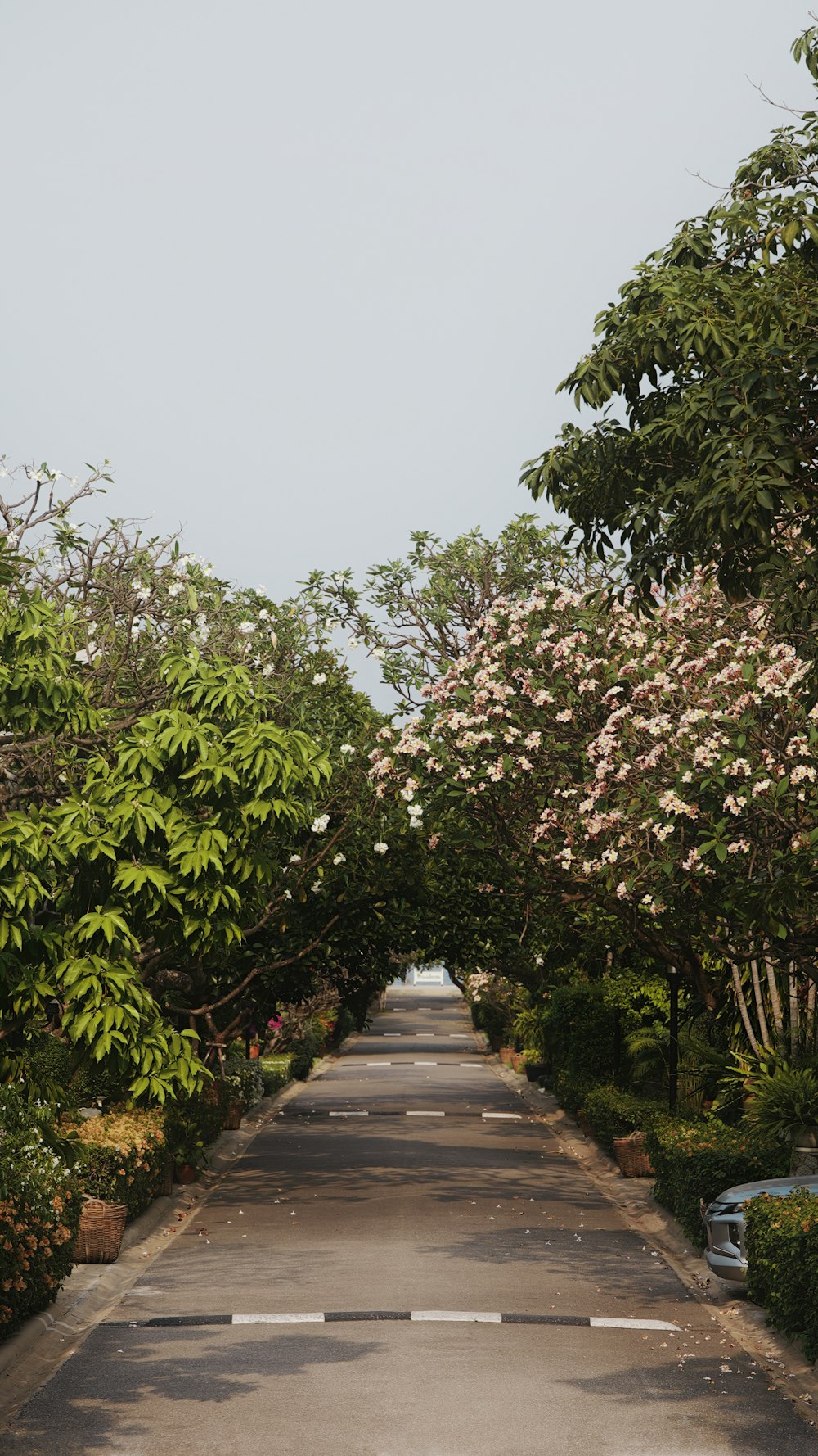 a long road lined with trees and bushes