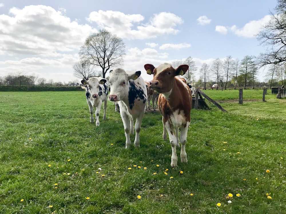 a group of cows standing on top of a lush green field