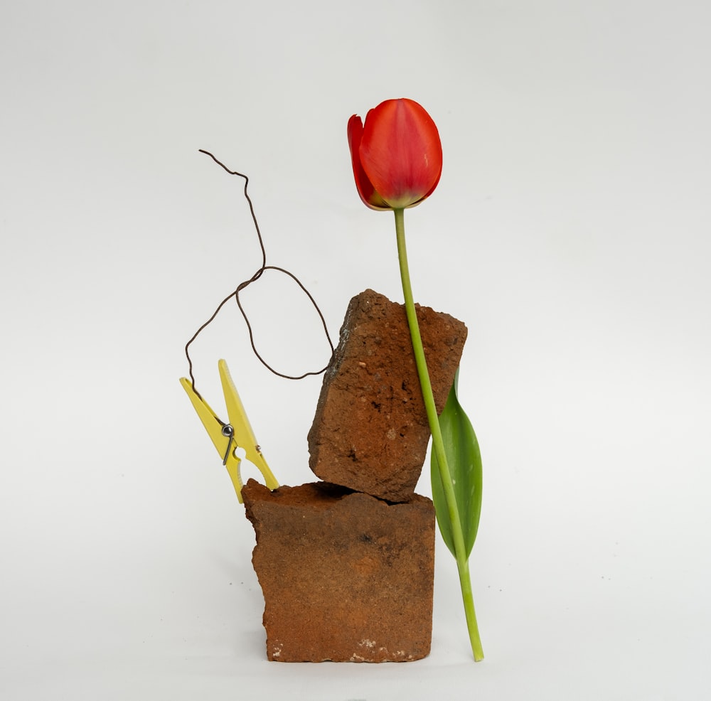 a single red tulip sitting on top of a piece of wood