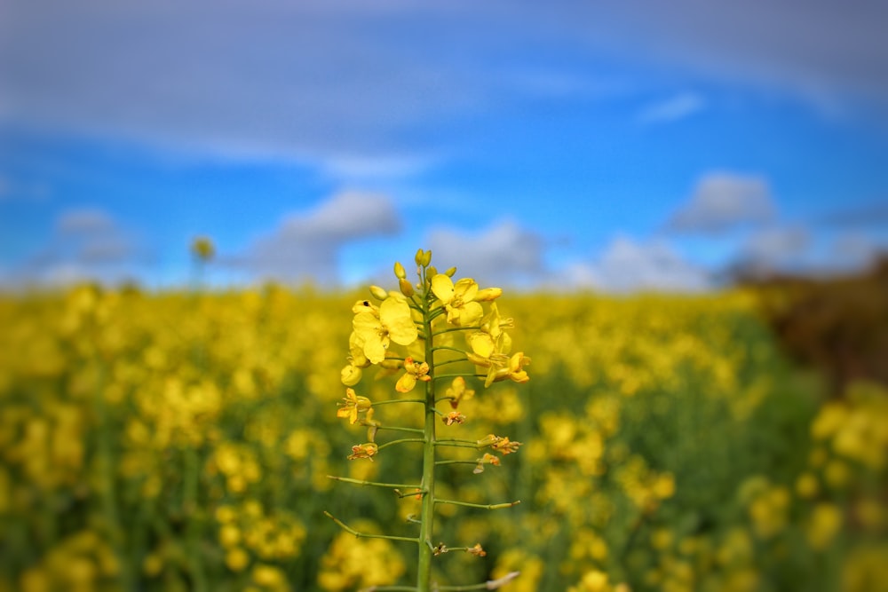 a field full of yellow flowers under a blue sky