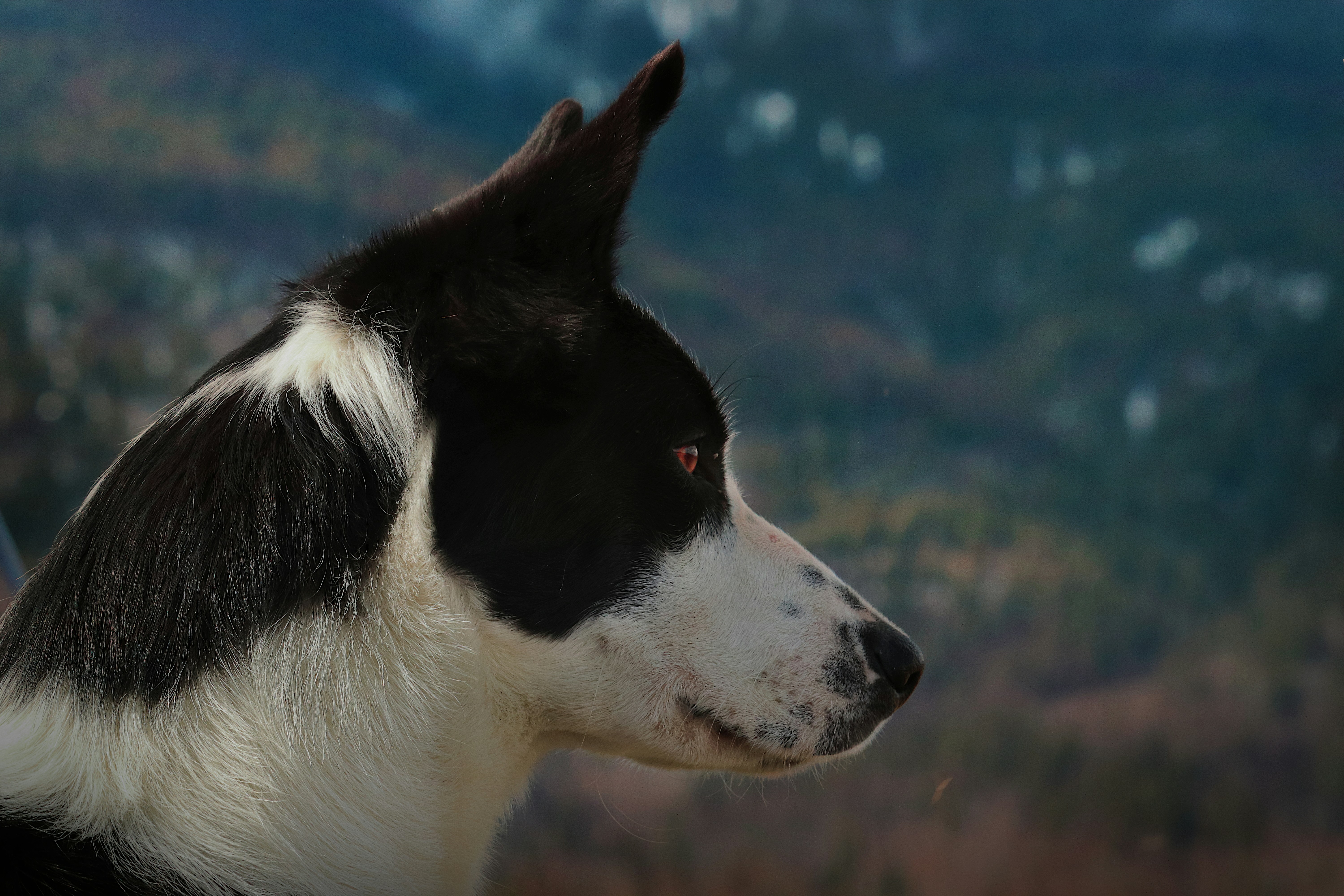 a close up of a dog with a mountain in the background