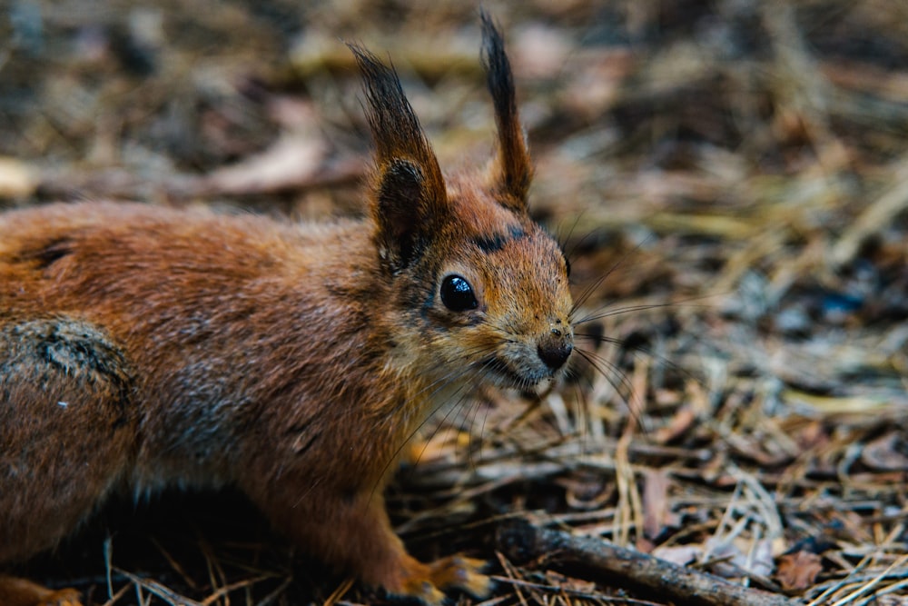 a small squirrel is sitting on the ground