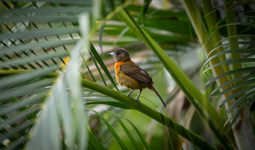 un pequeño pájaro posado en la parte superior de una planta verde