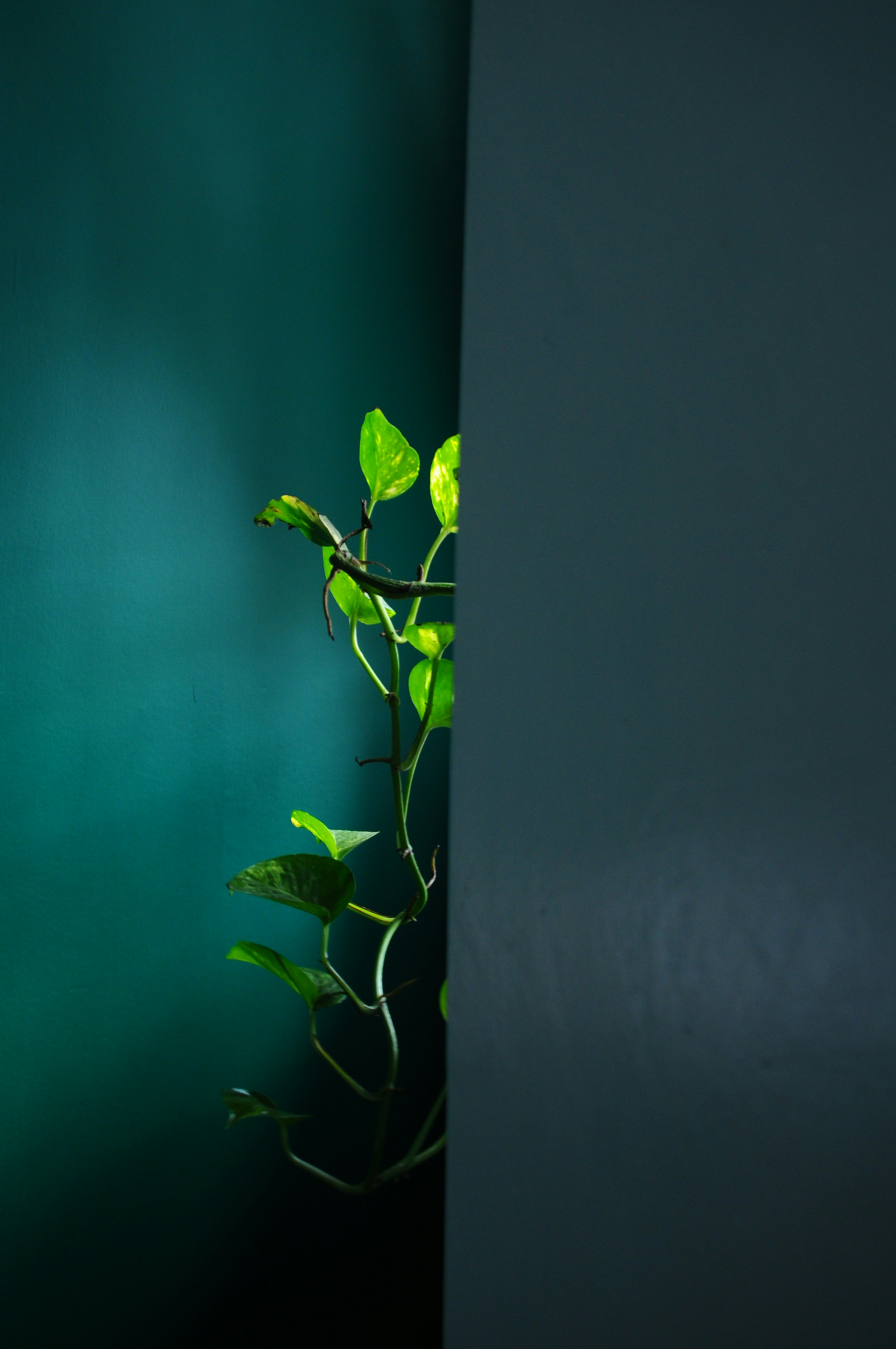 Photo by kurtliwanag