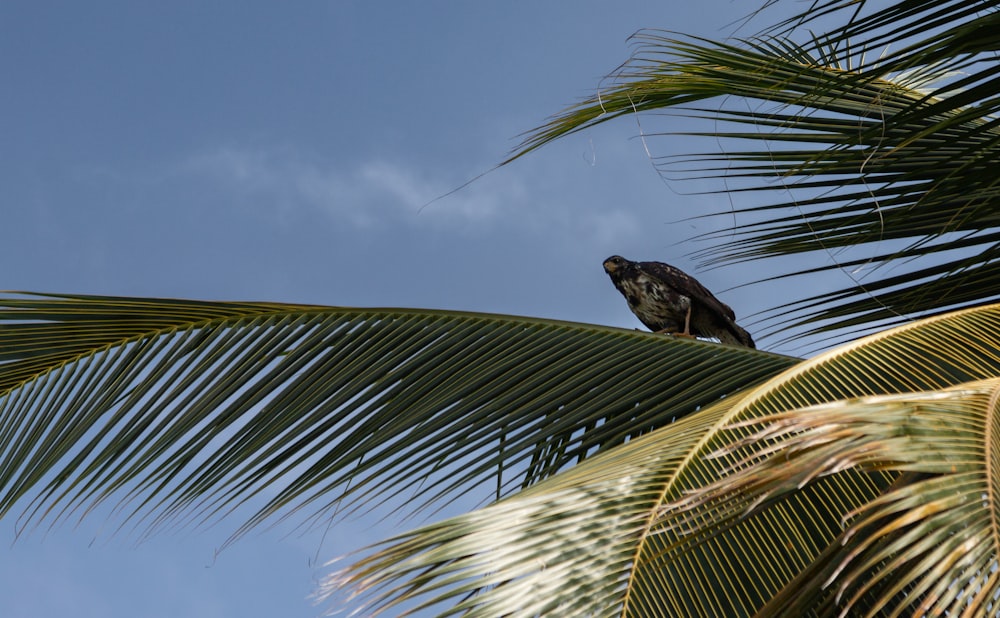 a bird sitting on top of a palm tree