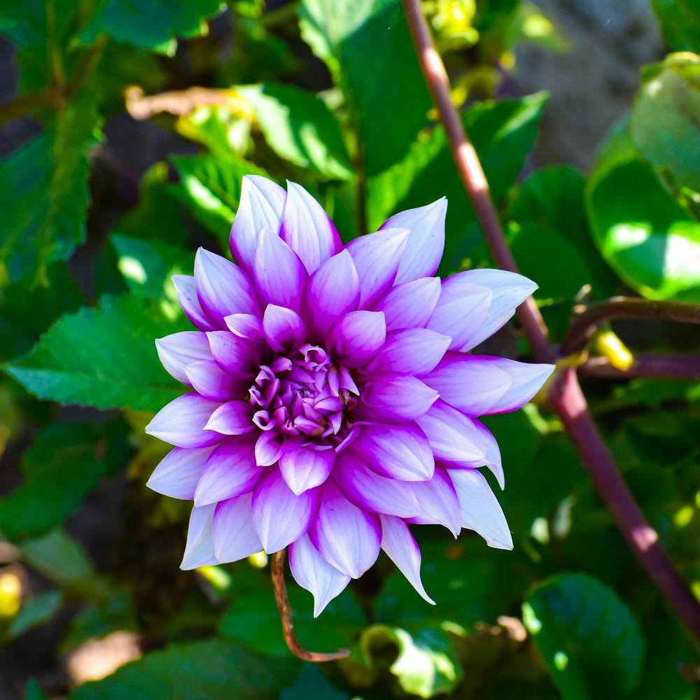 a purple flower with green leaves in the background