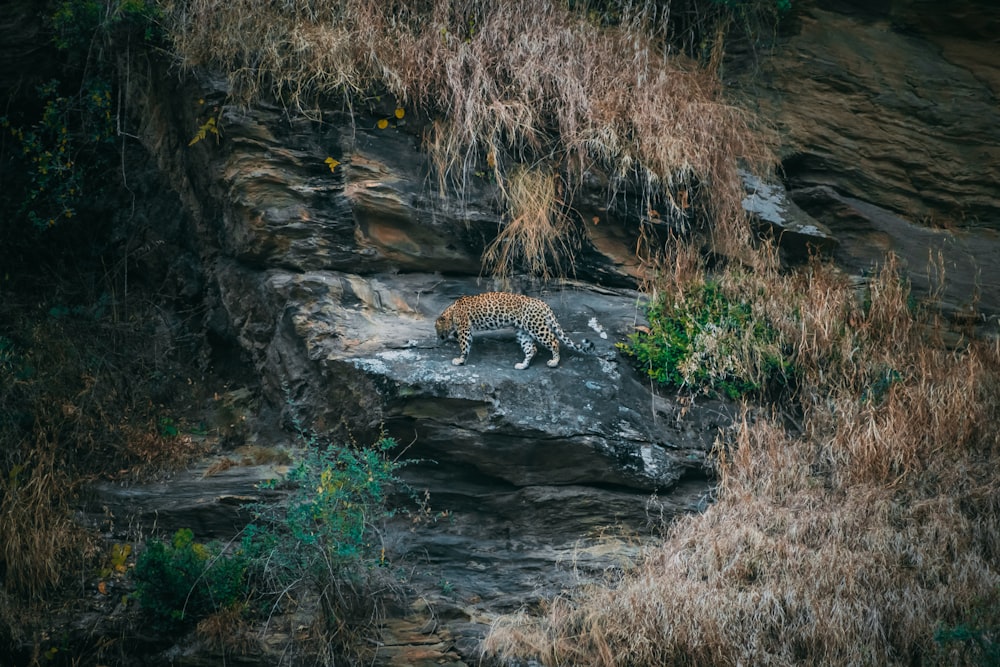 a tiger walking on a rock in the jungle