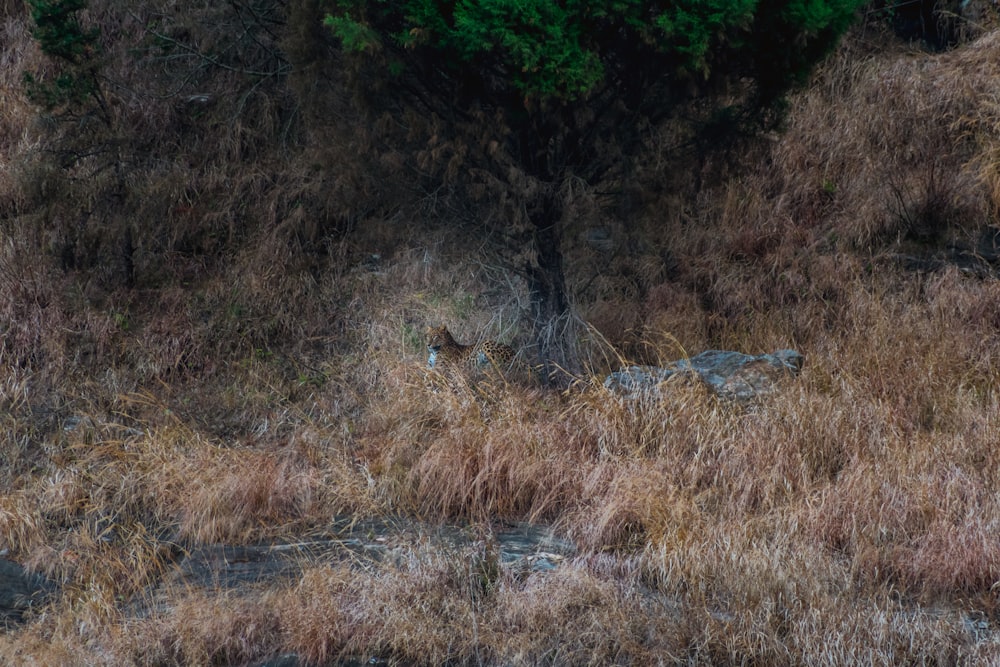 a black bear walking through a dry grass covered field