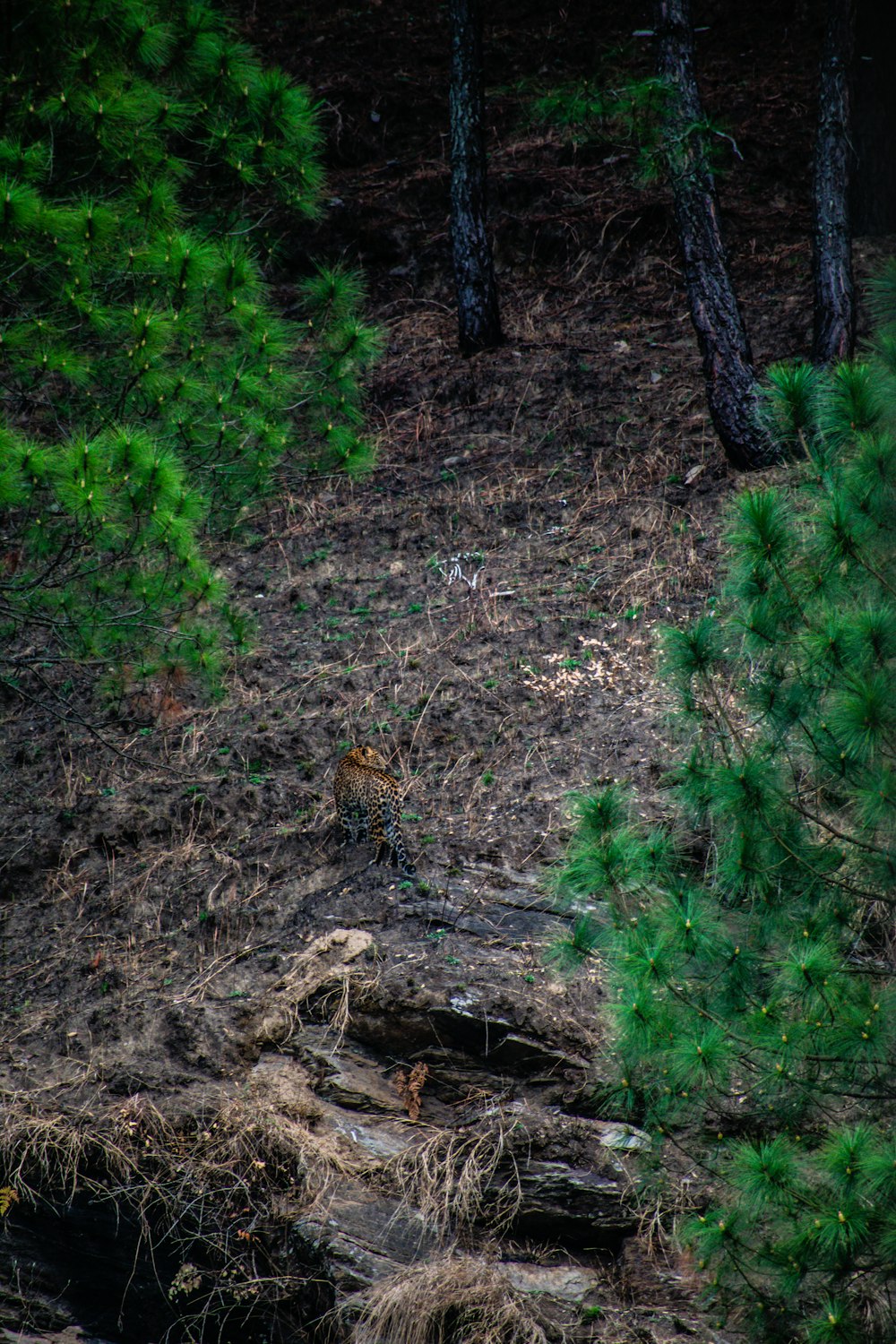 a bird is standing in the middle of a forest