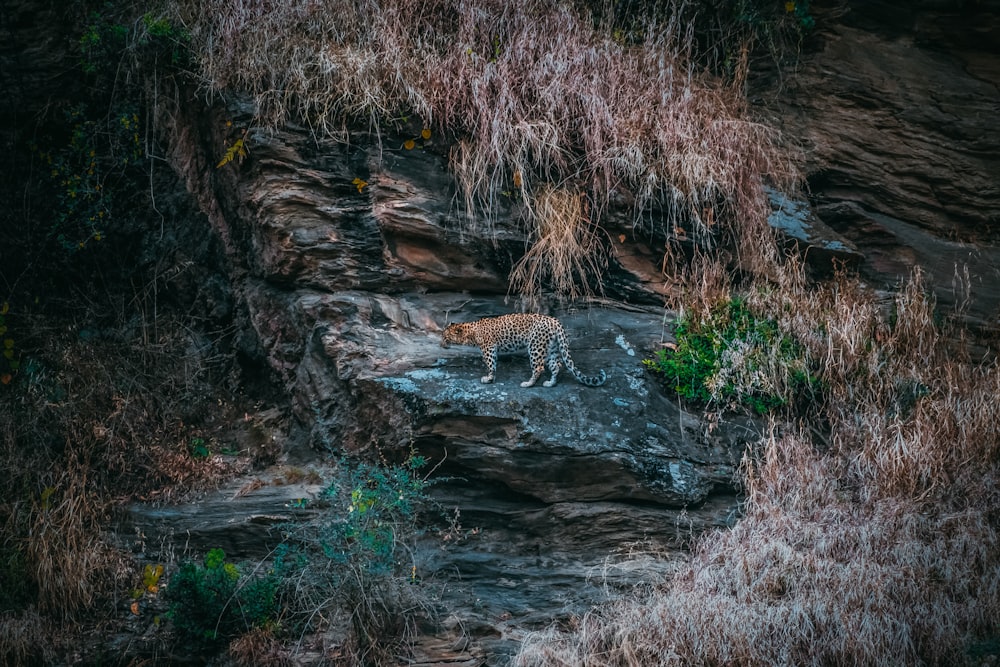 a tiger is walking on a rocky cliff
