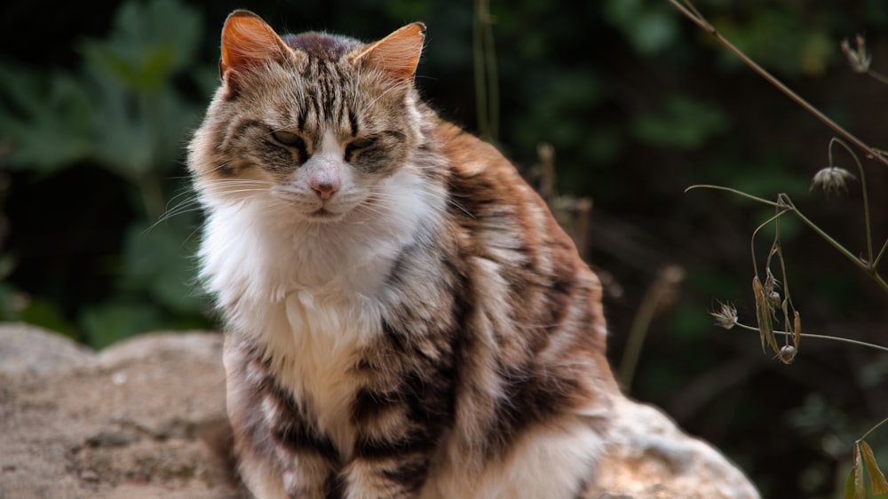 a close up of a cat sitting on a rock