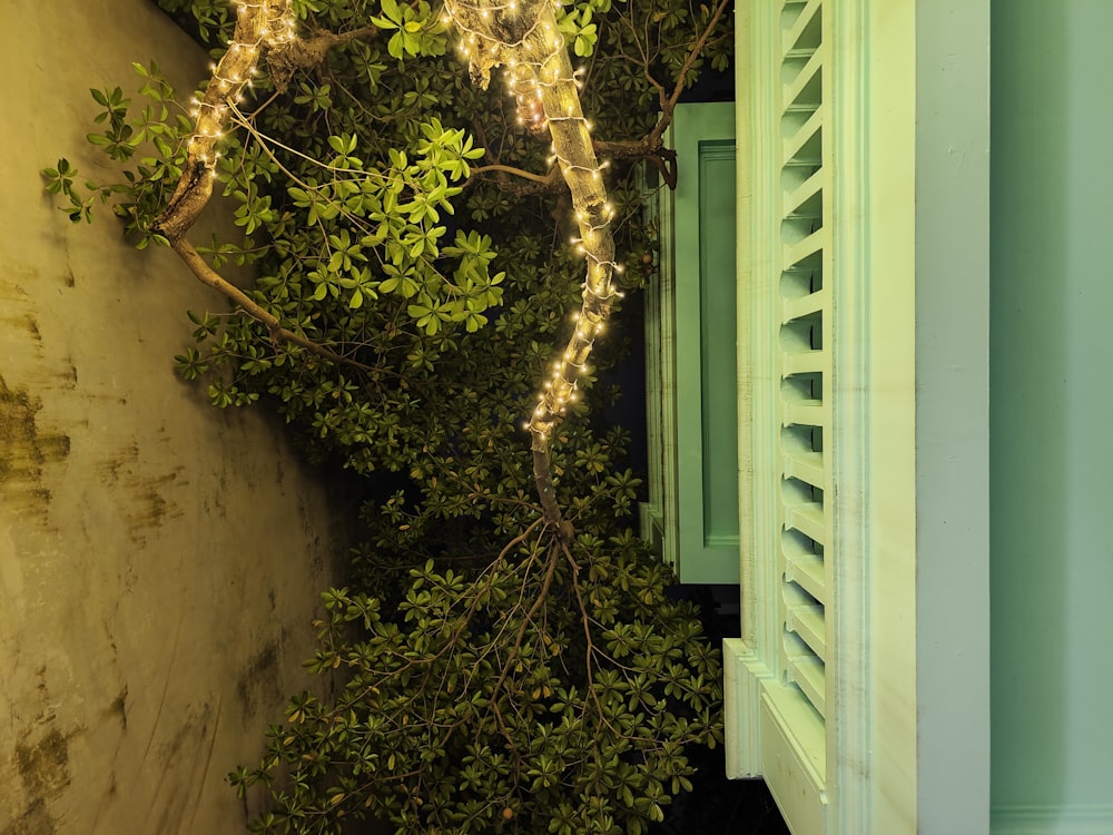 a view of a tree outside of a window