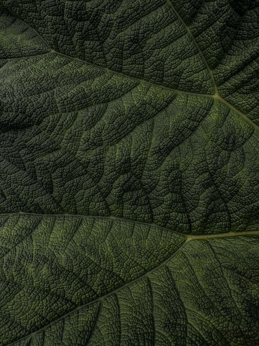 Una vista de cerca de una hoja verde