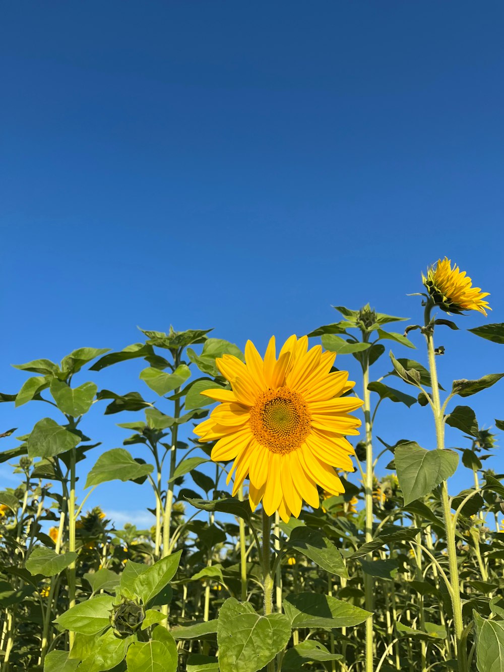 a field of sunflowers with a blue sky in the background