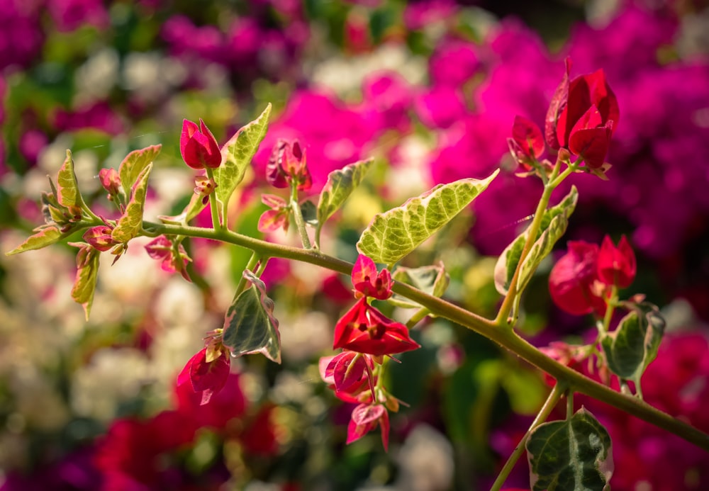 a bunch of flowers that are in a field