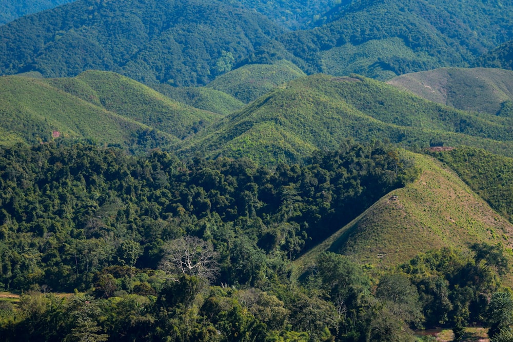 a view of a mountain range with a forest in the foreground