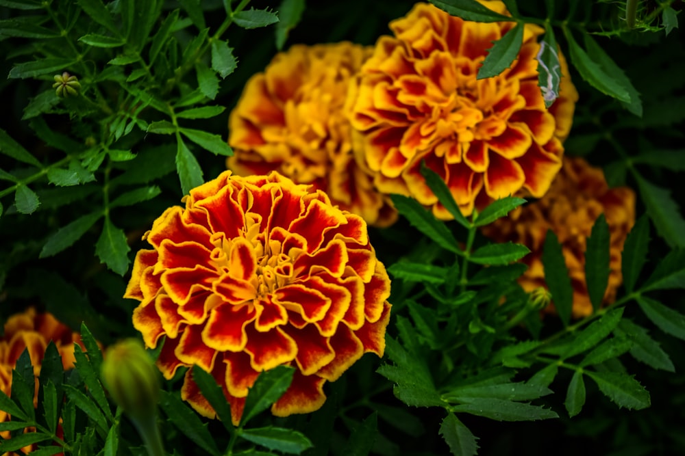 a group of orange and yellow flowers with green leaves