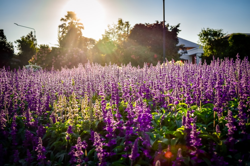 a field of purple flowers with the sun in the background