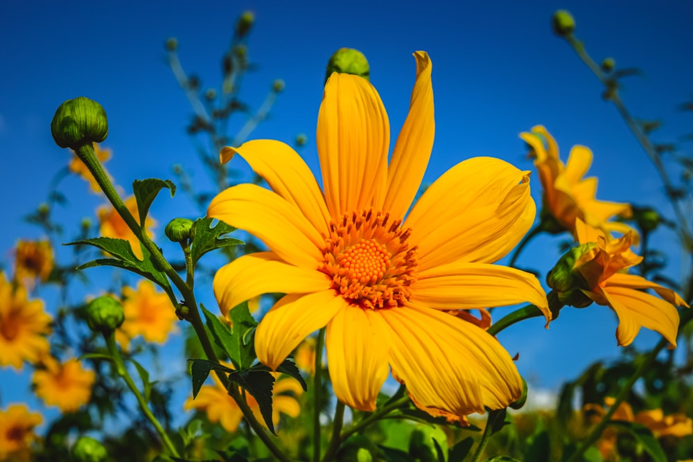 a yellow flower with a blue sky in the background