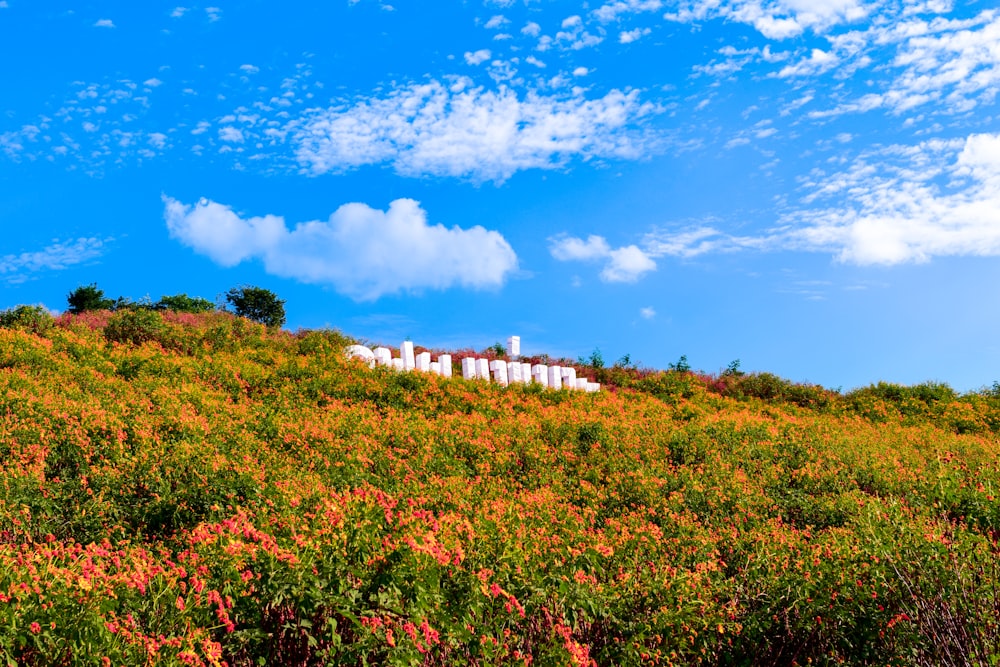 a hill covered in lots of flowers under a blue sky