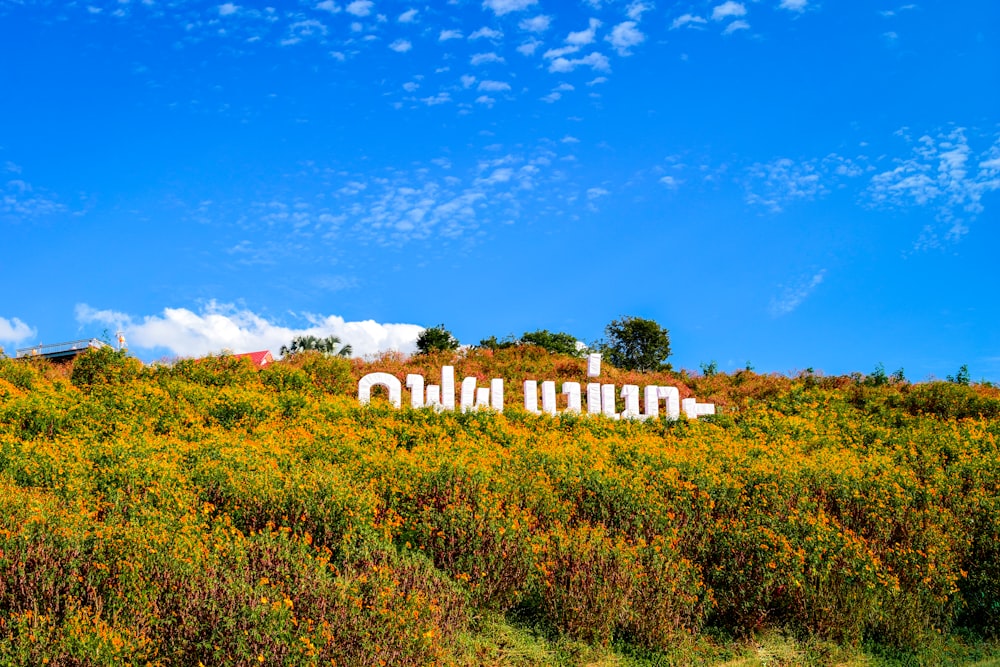 a field of yellow flowers with a large sign in the middle of it