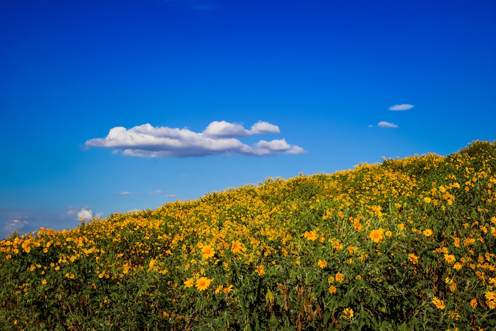 a field full of yellow flowers under a blue sky